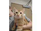 Adopt Cheerio a Domestic Short Hair