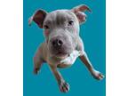 Adopt Eli a Pit Bull Terrier, Mixed Breed