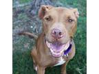 Adopt Hank a Pit Bull Terrier, Mixed Breed