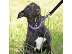 Adopt Chancellor a Pit Bull Terrier