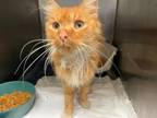 Adopt COOPER a Domestic Medium Hair