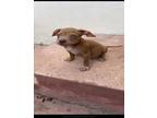 Adopt PUPPY 2 a American Staffordshire Terrier