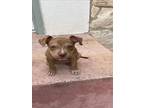 Adopt PUPPY 3 a American Staffordshire Terrier