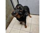 Adopt Gallagher a Rottweiler