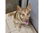 Adopt Alligator a Mixed Breed