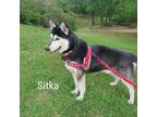 Adopt Sitka a Husky