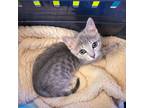 Adopt Mouse a Tabby