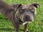 Adopt ARCHIE a Staffordshire Bull Terrier, Mixed Breed