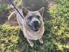Adopt POOH BEAR a Chow Chow, Mixed Breed