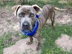 Adopt DOBBY a Staffordshire Bull Terrier, Mixed Breed