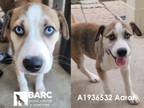 Adopt AARON a Anatolian Shepherd, Mixed Breed