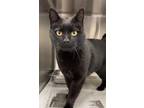 Adopt MIDNIGHT a Domestic Short Hair