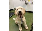 Adopt APPA a Poodle, Labrador Retriever