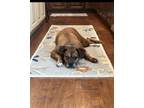 Adopt DUKE a Boxer