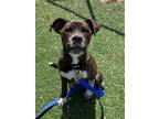 Adopt MERCURY a Boxer