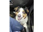 Adopt HANK a Australian Shepherd