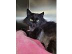 Adopt Shadow a Maine Coon