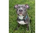 Adopt Hombre a Pit Bull Terrier