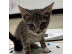 Adopt Fate a Domestic Short Hair