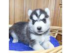 Siberian Husky Puppy for sale in Evans, WA, USA