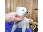 Siberian Husky Puppy for sale in Evans, WA, USA