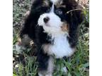 Mutt Puppy for sale in Marion, IN, USA
