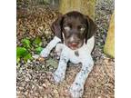 German Shorthaired Pointer Puppy for sale in Warne, NC, USA