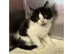 Adopt Charles a Domestic Medium Hair