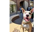 Adopt Lupin a Pit Bull Terrier, Terrier