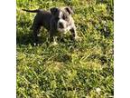 Mutt Puppy for sale in Wister, OK, USA