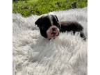 Boston Terrier Puppy for sale in Eight Mile, AL, USA