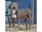 Adopt Cornhole a Pit Bull Terrier