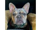 French Bulldog Puppy for sale in Prescott, AR, USA