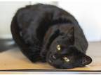 Adopt Blake a Domestic Short Hair