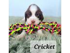 Cricket