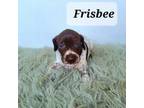 Frisbee