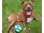 Adopt ERIC THE RED a Pit Bull Terrier