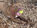 Adopt ERIC THE RED a Pit Bull Terrier