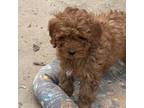 Mutt Puppy for sale in Woodbury, MN, USA