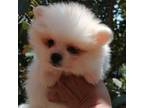 Pomeranian Puppy for sale in Santa Ana, CA, USA