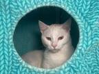 Adopt Frost a Domestic Short Hair