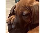 Rhodesian Ridgeback Puppy for sale in South Lyon, MI, USA