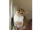 Adopt Grogu a Domestic Short Hair