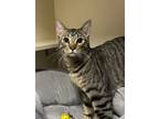 Adopt Mando a Domestic Short Hair