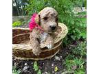 Poodle (Toy) Puppy for sale in Harker Heights, TX, USA