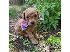 Poodle (Toy) Puppy for sale in Harker Heights, TX, USA