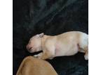 Golden Retriever Puppy for sale in Logansport, IN, USA
