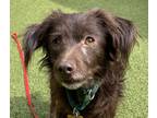 Adopt Cocoa a Spaniel