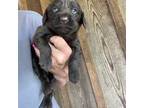 Boykin Spaniel Puppy for sale in Fyffe, AL, USA
