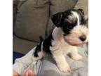 Schnauzer (Miniature) Puppy for sale in Forsyth, GA, USA
